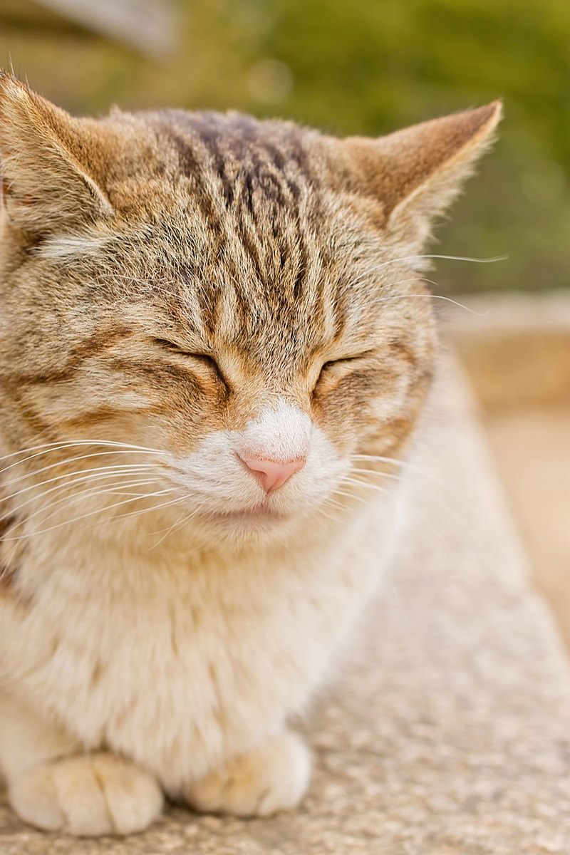 ポカポカ陽気で眠る猫