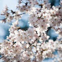 日光に照らされて枝に密集して咲く和の色の桜の写真