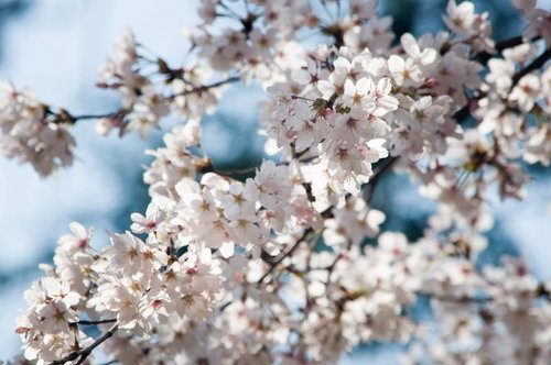 日光に照らされて枝に密集して咲く和の色の桜