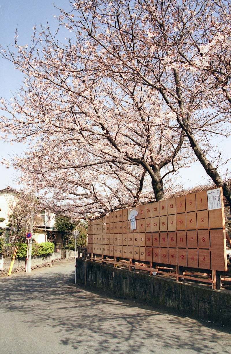 街角に咲く桜と選挙ポスター掲示板