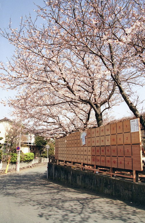 街角に満開に咲く桜と選挙ポスター掲示板の春の風景