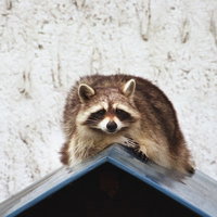 緑の森の中へと続く落ち葉の道、季節の移ろいを感じさせる自然散策路の写真