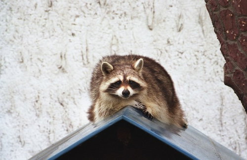 緑の森の中へと続く落ち葉の道、季節の移ろいを感じさせる自然散策路