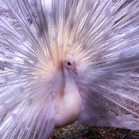 白と薄紫に輝く孔雀の求愛ポーズ（バッサー）の写真