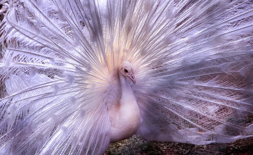 白と薄紫に輝く孔雀の求愛ポーズ（バッサー）