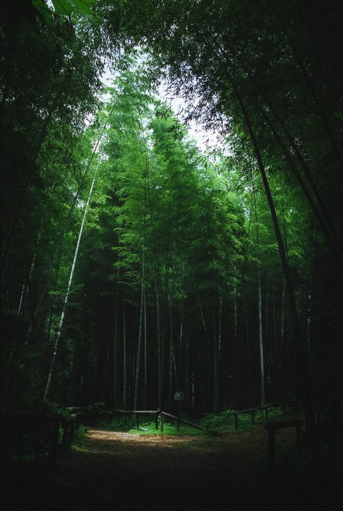 深い竹林の中の分かれ道で交差する複数の小径と木漏れ日