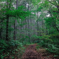 緑に囲まれた森の小道の写真