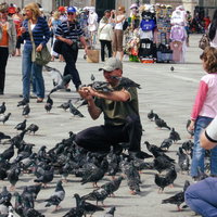サン マルコ広場で鳩に餌を与える観光客たち（イタリア）の写真