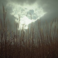 曇り空の雲間から覗く光とススキの穂が風に揺れる秋の風景の写真