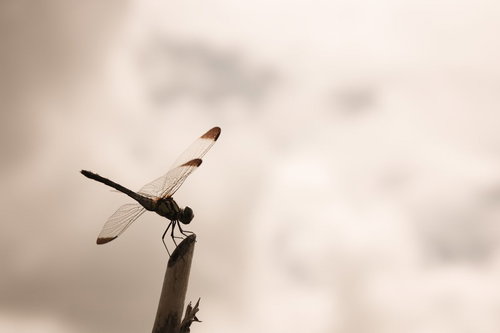 枝先に止まるトンボのシルエット