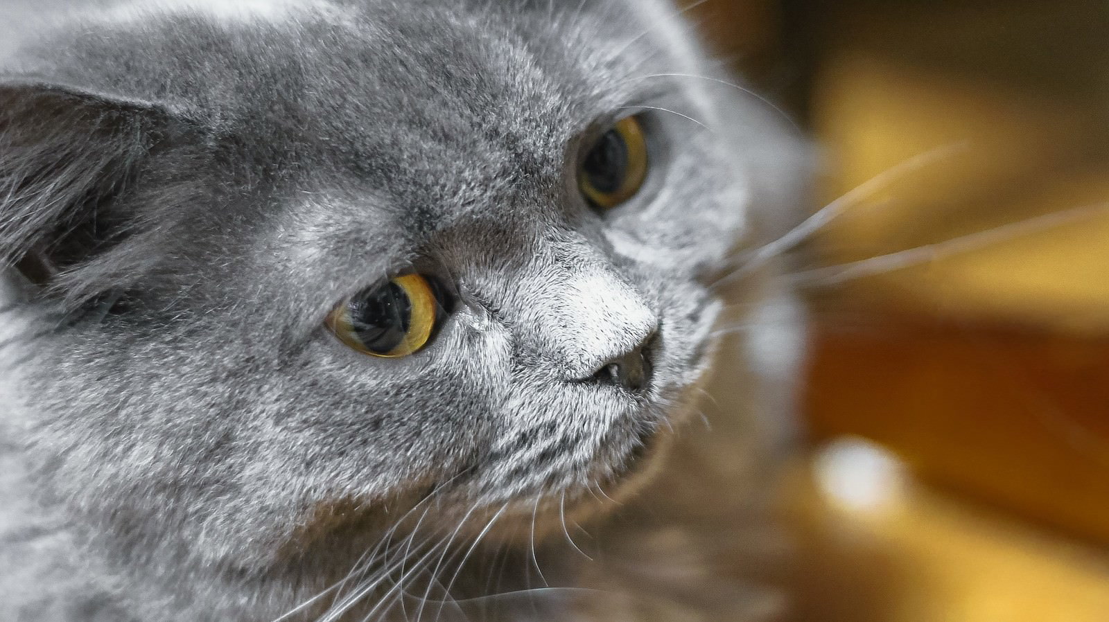 黄色い瞳で威圧的に睨むグレーの猫のアップ