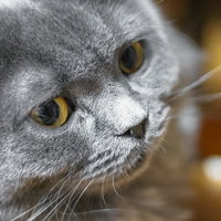 黄色い目でこちらを見つめる灰色の猫の写真