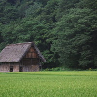 緑の田んぼの中に建つ茅葺き屋根の古民家の写真