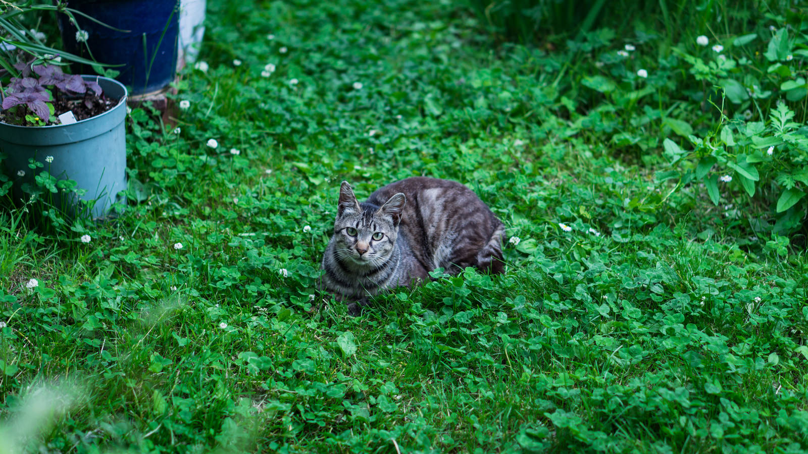 庭の緑豊かなシロツメクサの草地に青い首輪をつけた猫が座っている