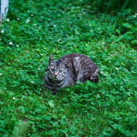 庭のシロツメクサに座る青い首輪の猫のの写真