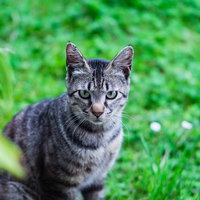 庭先でこちらを見つめるグレーの猫の表情の写真