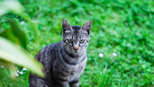 庭先でこちらを見つめるグレーの猫の表情