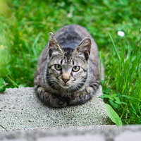 2月22日はにゃんにゃん猫の日、石の上でくつろぐ猫の写真