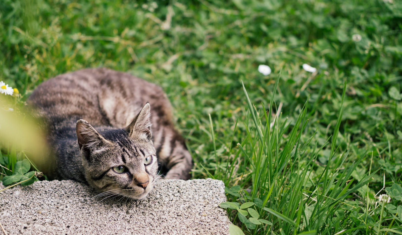 緑の芝生の上でごろ寝している茶色と黒の縞模様の猫