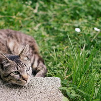 春の陽気に芝生でごろ寝する猫の写真