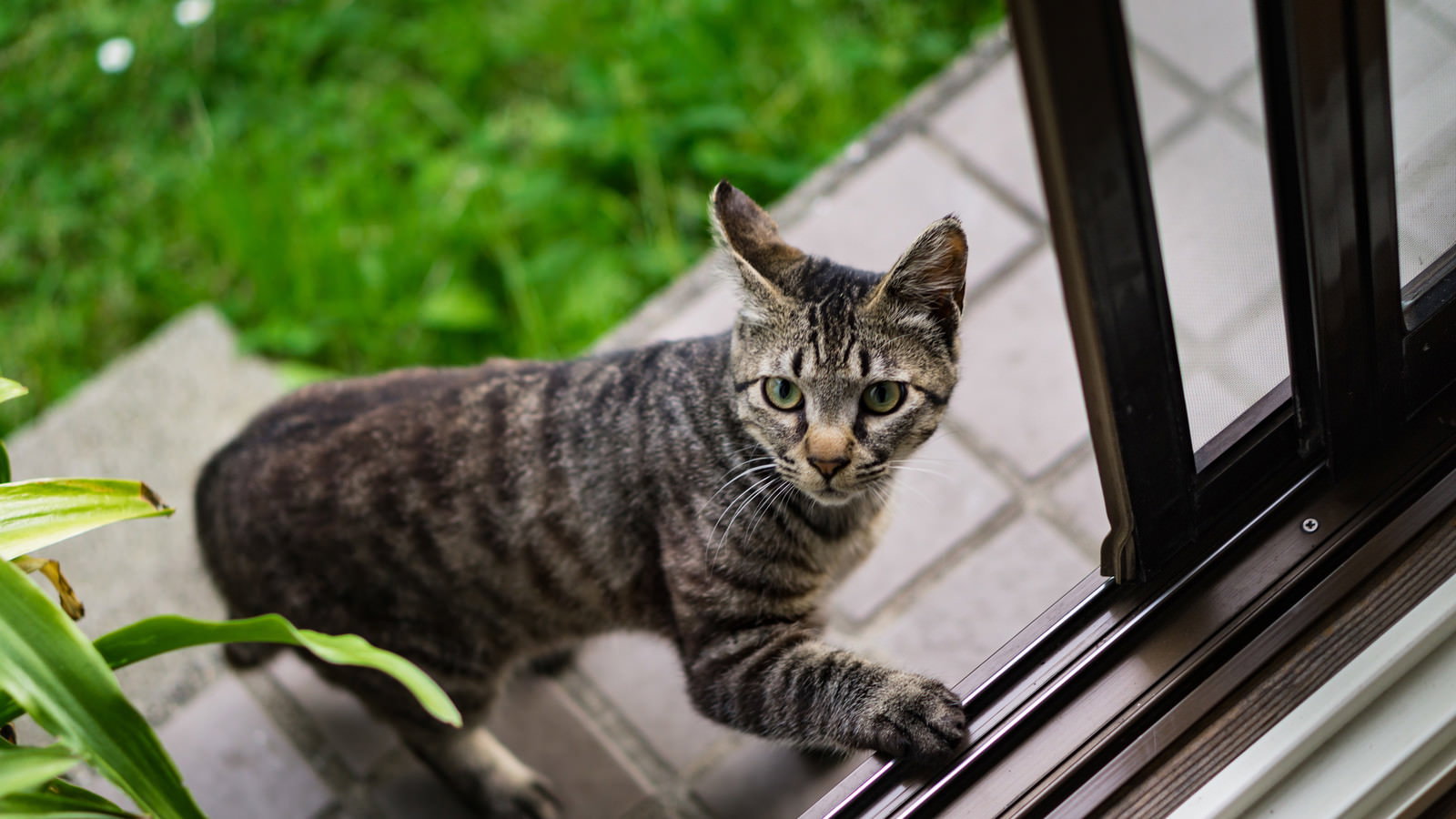 ウッドデッキから家の中に入ろうとしているキジトラ猫