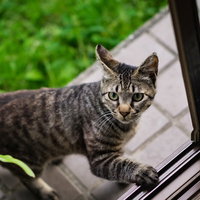 恐る恐る家の中に入ろうとするキジトラ猫のペットの写真