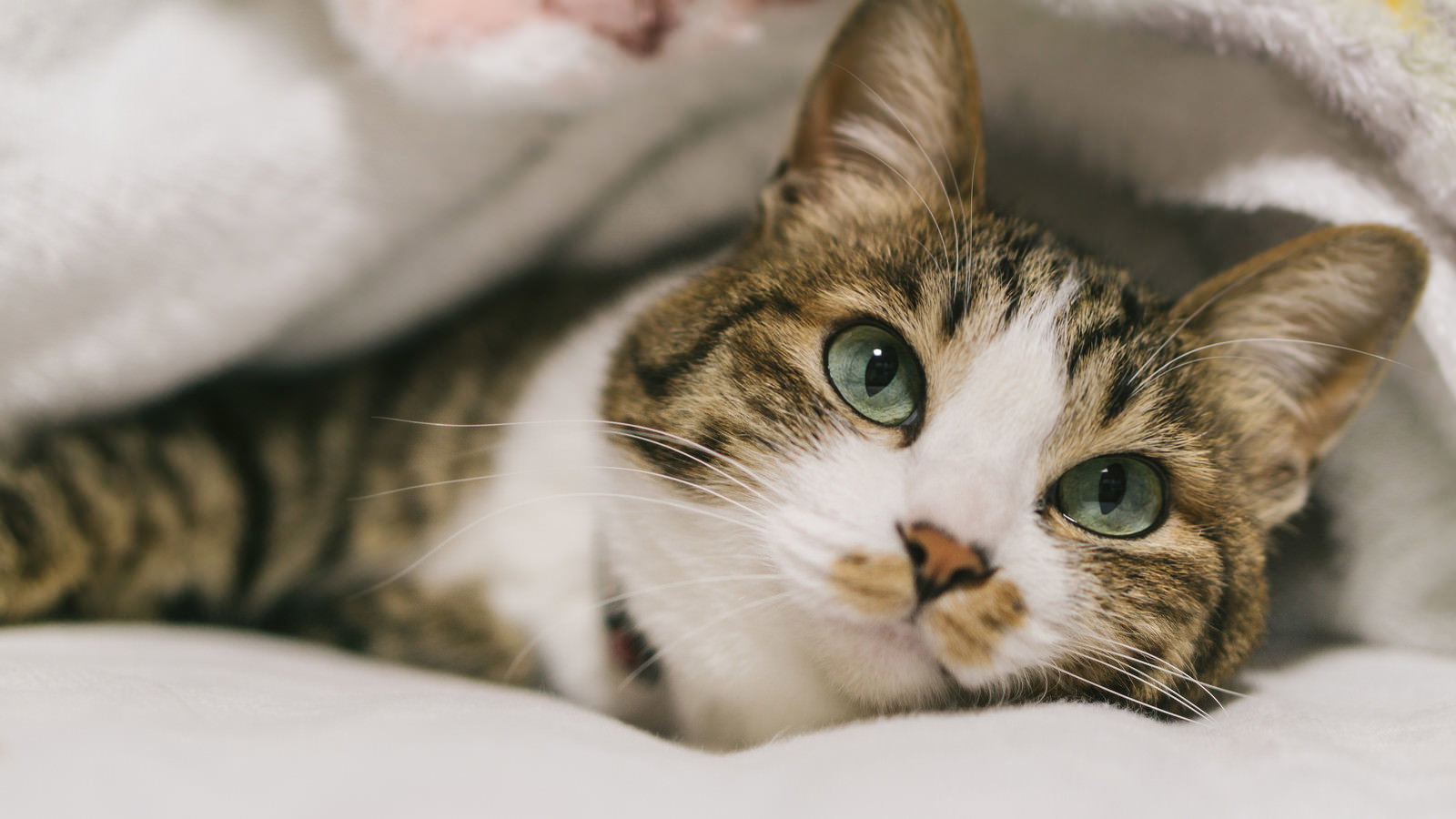 白い布団の上でくつろぐキジトラ模様の猫