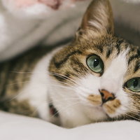 布団でぬくぬくのにゃんこ、キジトラ猫のくつろぎの写真