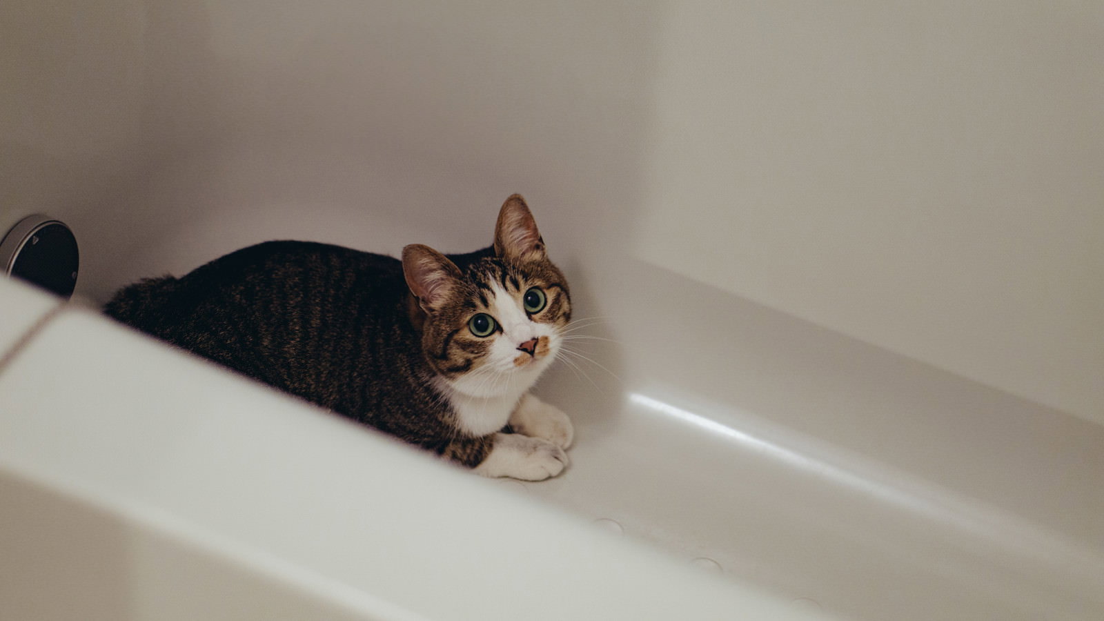白い浴槽の中に身を隠している茶トラ猫