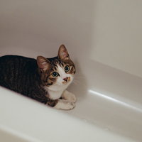 また浴槽に隠れる茶トラ猫の写真