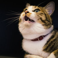 二重あごで上を見上げる不機嫌な猫の写真