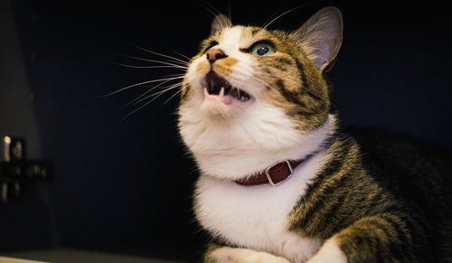 二重あごで上を見上げる不機嫌な猫