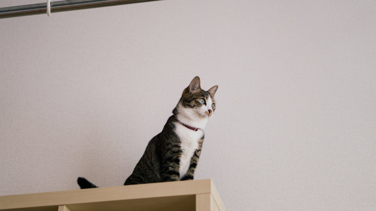 棚の上に座って正面を見つめる青い瞳の白茶色の猫