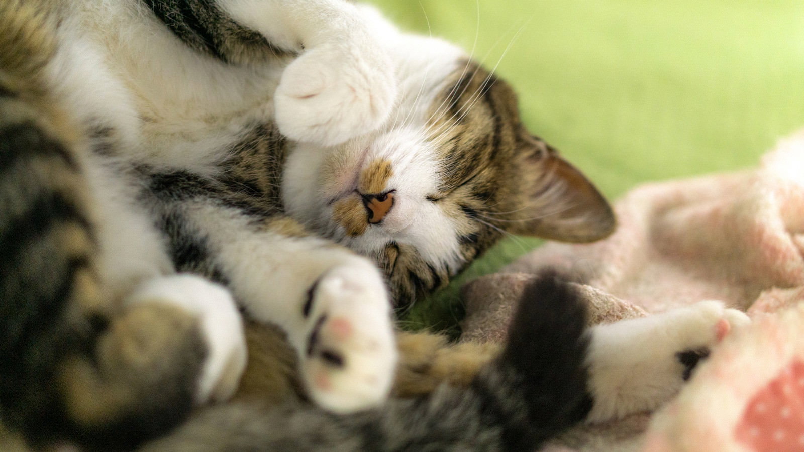 緑色の布団の上でゴロ寝している白と茶色の猫