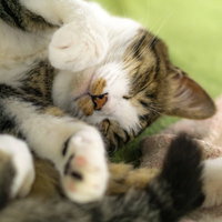 緑の布団の上でゴロ寝中のにゃんこ。白茶のネコがリラックスの写真