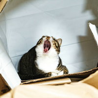 空き箱の中で大あくびする茶白の猫のかわいい寝顔の写真