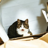 破かれたダンボール箱の中で落ち着いた表情を見せる猫の写真