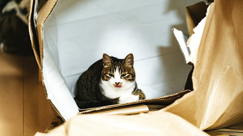 破かれたダンボール箱の中で落ち着いた表情を見せる猫