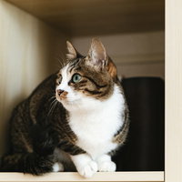 本棚の前に座る茶白の猫がカメラを見つめるの写真