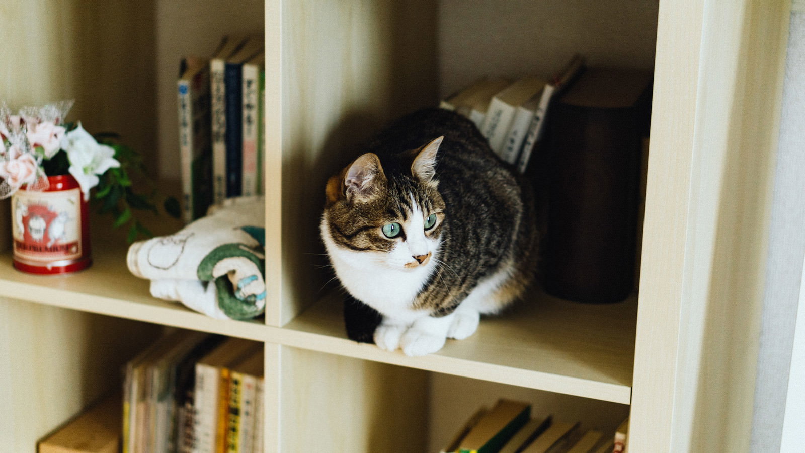 本棚の隙間に隠れて丸い目でこちらを見つめる白と茶色の猫