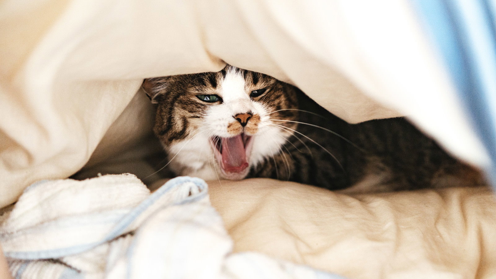 白い布団の中で大きくあくびをする寝起きの猫