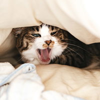 お布団の中で大きなあくびをする寝起きの猫の写真