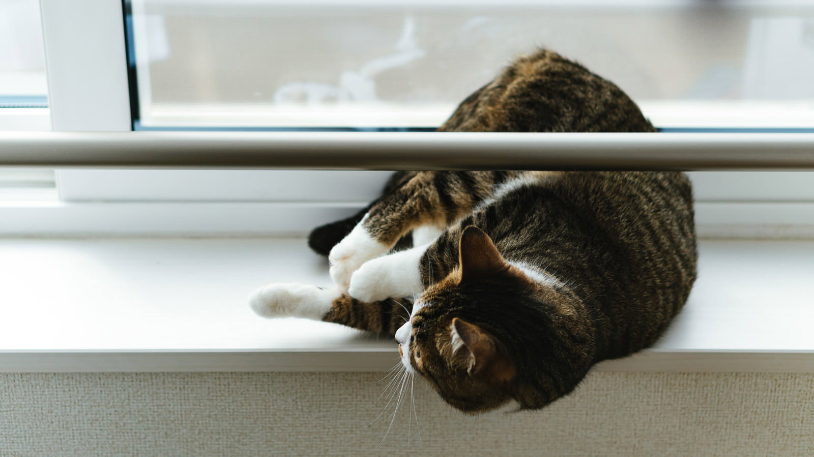 出窓でゴロ寝している茶色と白の毛色の猫