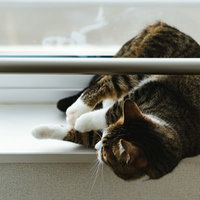 出窓でゴロ寝する茶色と白の猫の写真