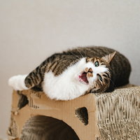 爪とぎダンボールの上で戯れてあくびする猫の写真