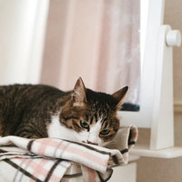 ひざ掛けの上でうとうとする寝落ち寸前の猫の写真