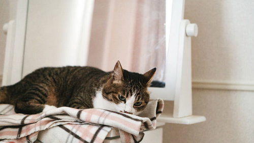 ひざ掛けの上でうとうとする寝落ち寸前の猫