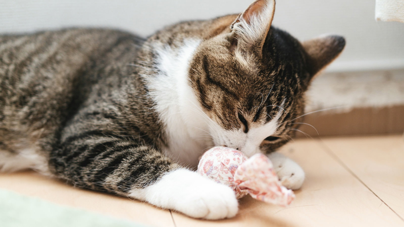 フローリングの床でピンク色のおもちゃを前足で掴んで遊ぶキジトラの猫