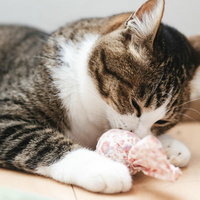 フローリングの上でピンク色のおもちゃと戯れるキジトラ猫の写真