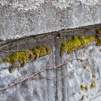 石やコンクリートの壁の表面を覆う緑のコケの写真